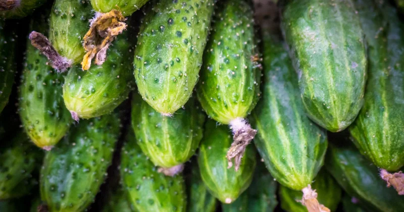 Ванны, стулья, бензин, мех и огурцы: что активно закупал, производил и продавал Казахстан, а что ушло в тень