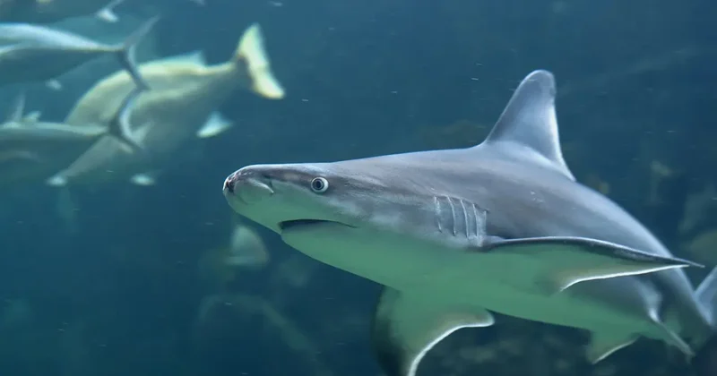 "Лучше сходите в бассейн". Австралийцев предупредили о нападениях акул в Новом Южном Уэльсе