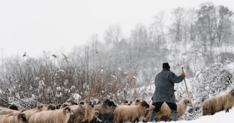 Жоғалған шопан табылды