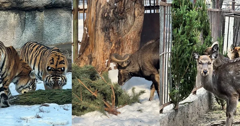 Алматинский зоопарк поблагодарил горожан за елки для животных (ВИДЕО)