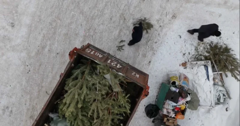 Петропавлда жаңажылдық шыршаларды жинау акциясы өтті