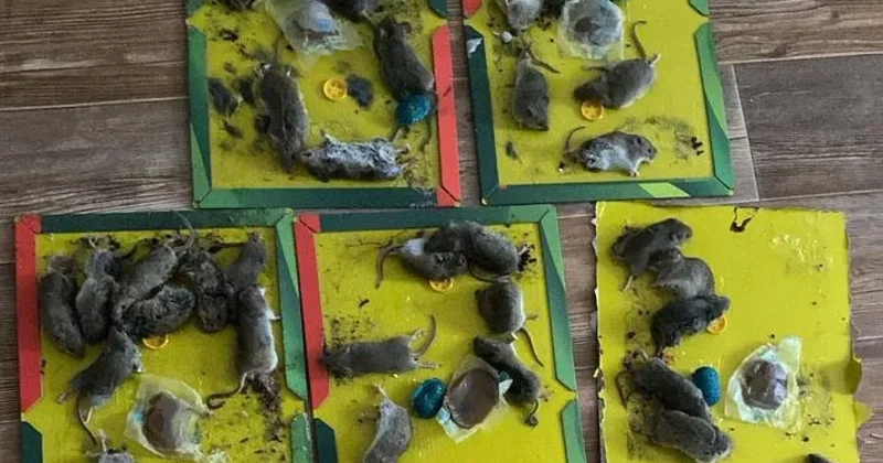 Из за грызунов закрыли школу в Атырау