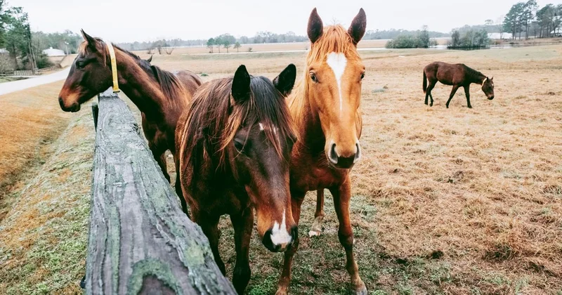 Казахстан сильно увеличил импорт конины