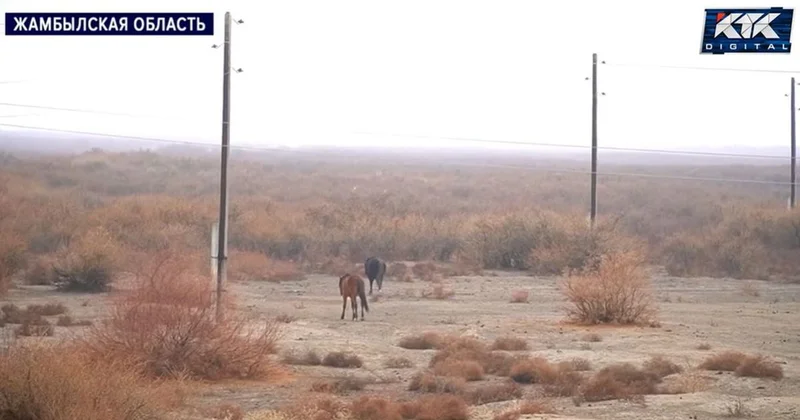 Катастрофа : сельчане пожаловались на отсутствие корма для скота в Жамбылской области