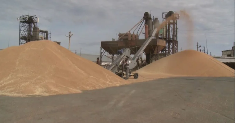 Бидайды терең өңдеу жобалары қолға алынды