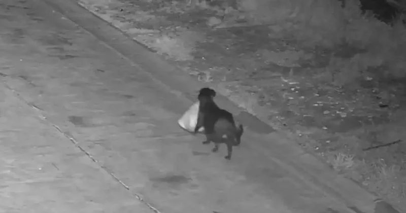 Жителя Италии оштрафовали за то, что он научил свою собаку выбрасывать мусор в неположенных местах