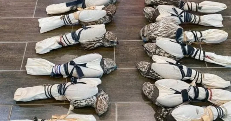 Атырауда Қызыл кітаптағы ителгілерді заңсыз шығаруды ұйымдастырушы сотталды