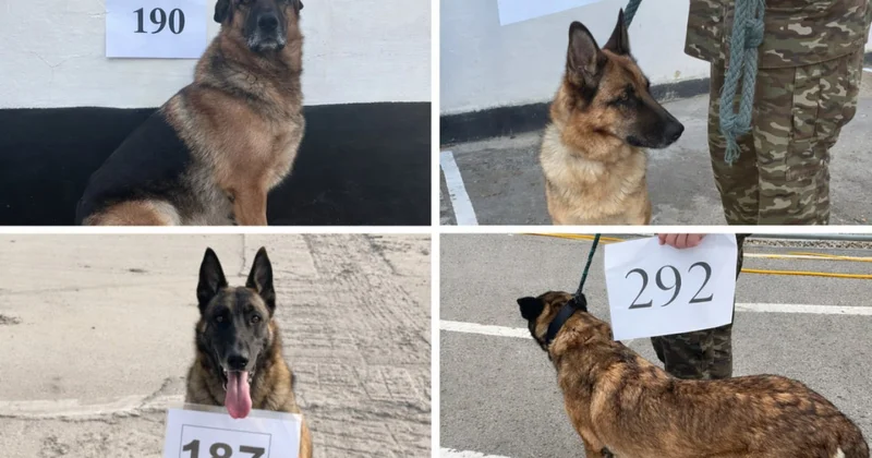 Сколько стоят служебные собаки, выставленные на продажу как неиспользуемое имущество