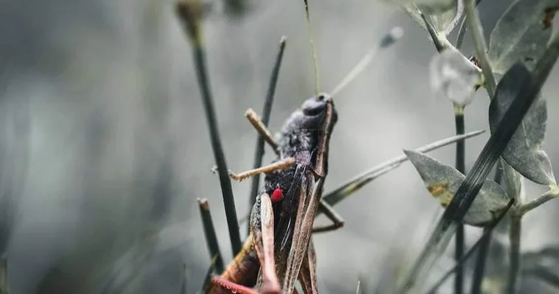 Шегірткемен күрес: Қызылордада облыстық штаб құрылды