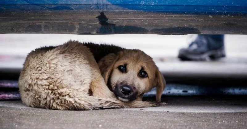 Работника ветслужбы наказали за отстрел собак в Абайской области (ВИДЕО)