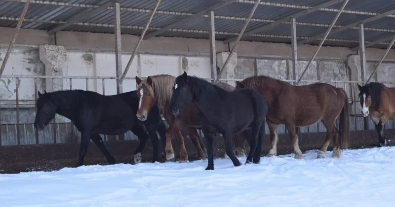 Жамбыл облысында 3,8 млн мал қыстап жатыр