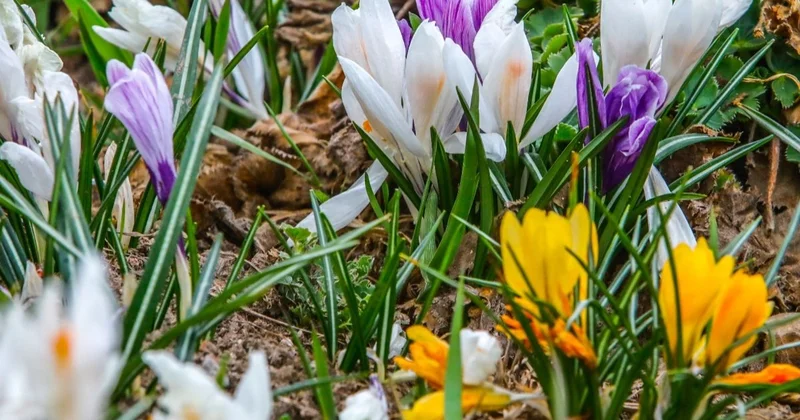 Шымкентте биыл 3,5 млн нан астам гүл егіледі