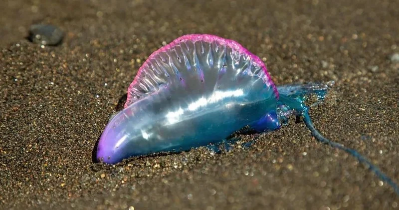 Тенерифе жағалауында улы теңіз организмдері анықталды