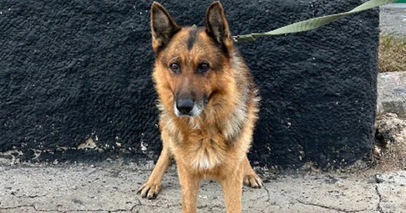 Живой лот за 935 тенге: служебных собак выставили на торги в Казахстане