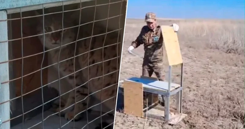 Атырау облысында дала мысығы табиғи ортаға жіберілді