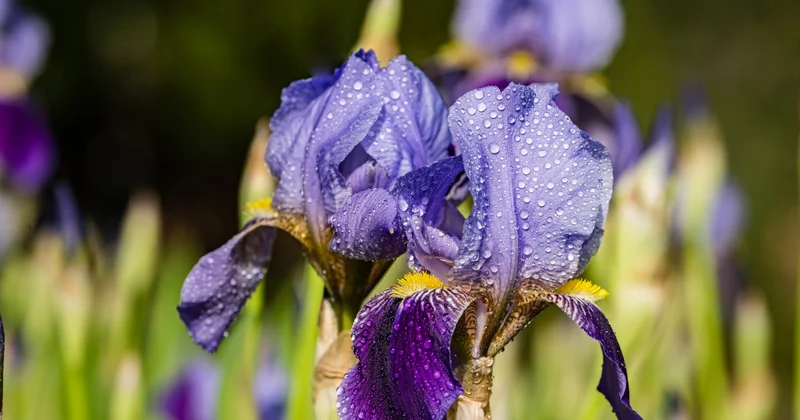 Первые ирисы зацвели в предгорье Алматы (ВИДЕО)