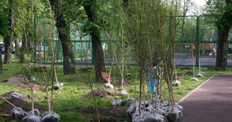 Более 1,6 миллиарда деревьев за четыре года высадили в Казахстане