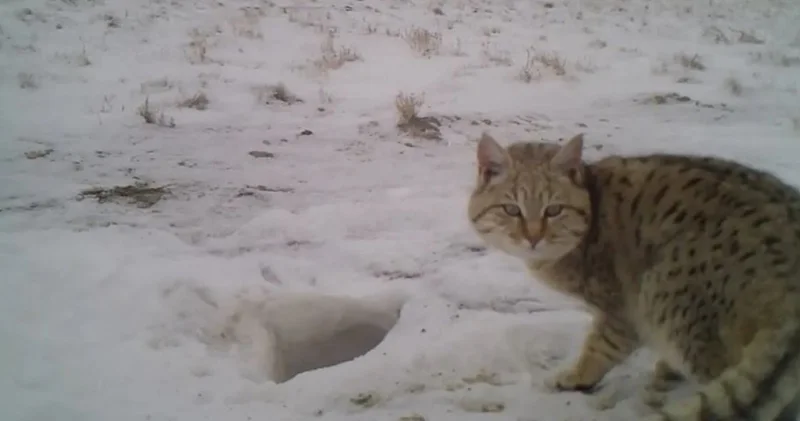Степная кошка залезла в курятник в селе близ Атырау (ВИДЕО)