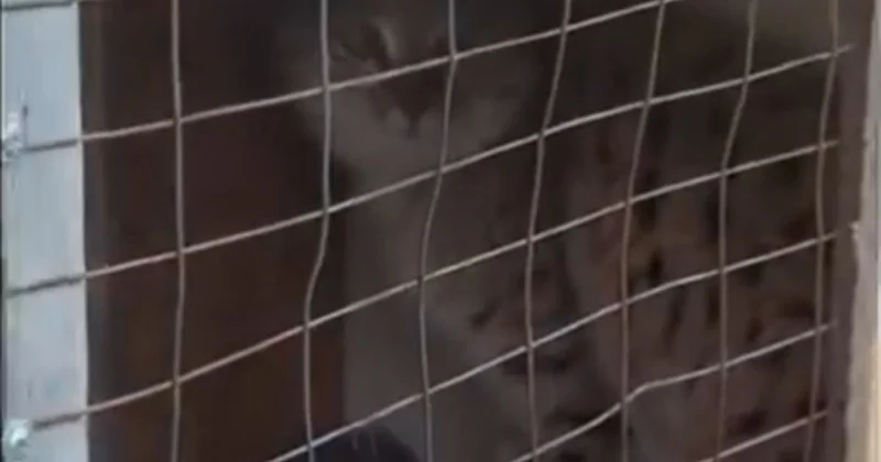 Жабайы мысық Бірлік ауылы тұрғындарын қорқытты