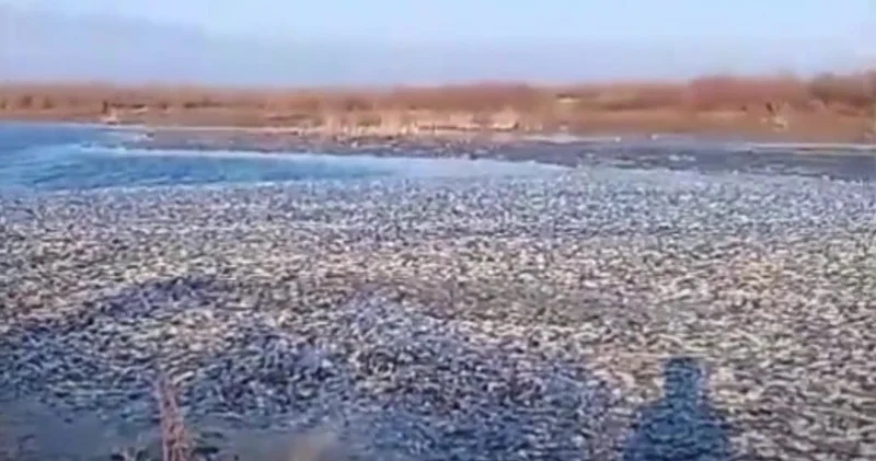Көл өлі балыққа толған: БҚО тұрғыны алаңдатарлық видео түсіріп алды