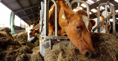 Казахстан вакцинирует скот в приграничных с Россией регионах