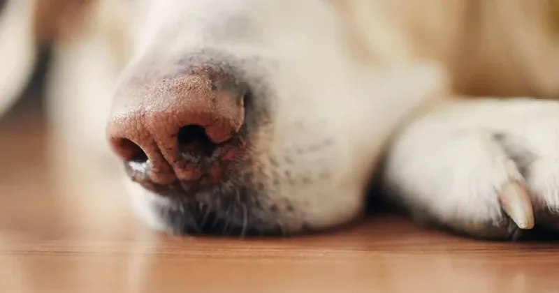 Аким села в Жетысу прокомментировал информацию о собачьих боях