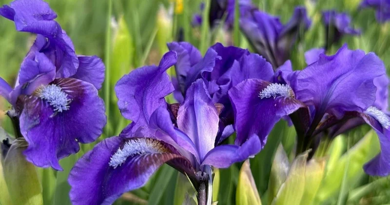 Алматы маңында сирек кездесетін құртқашаш гүлдеді