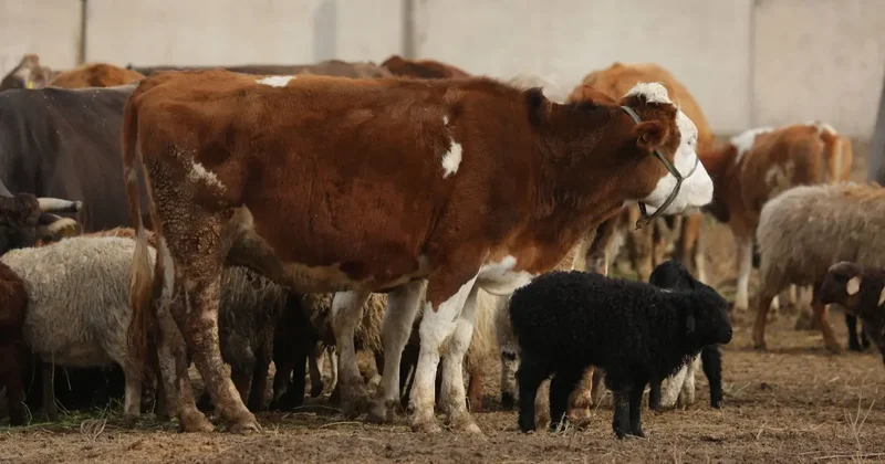 Срочную вакцинацию скота проведут в Казахстане после распространения опасной инфекции в России