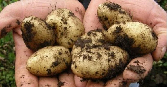 Көктемде картоп бағасы өсуі мүмкін бе