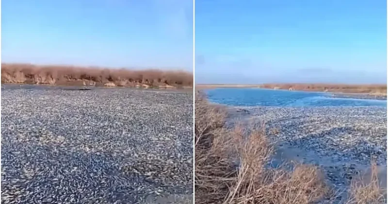 Сильные морозы привели к массовой гибели рыбы в озере Сарыайдын в ЗКО