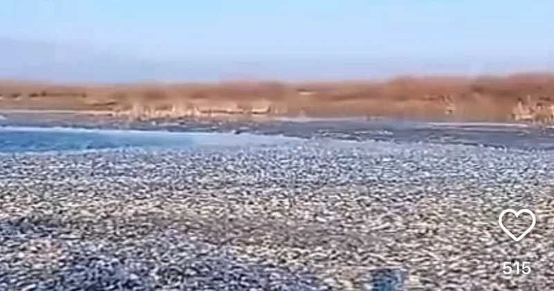 Батыс Қазақстанда Сарыайдын көлінде балық қырылып қалды