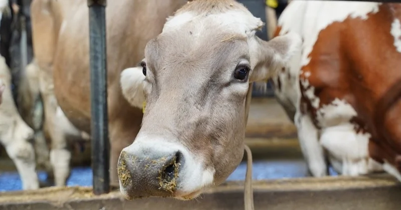 Ресейдегі пастереллез: Қазақстанда барлық мал вакциналанады