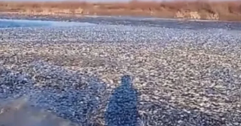 Массовый замор на западе Казахстана: озеро превратилось в кладбище рыб (видео)