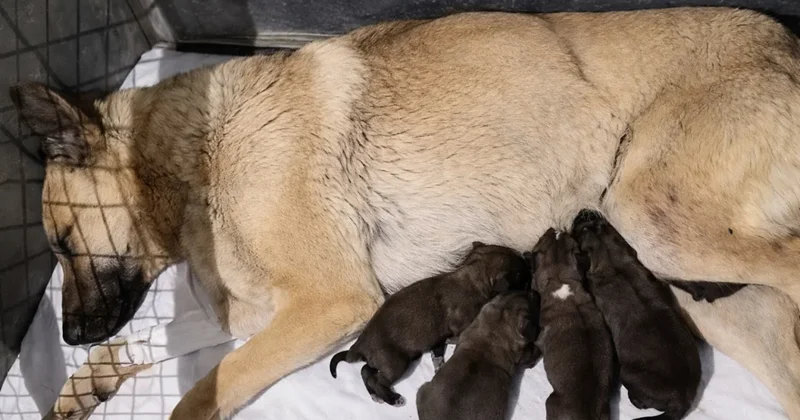 Щенки остались без мамы. В Актау смертельно ранили беременную собаку