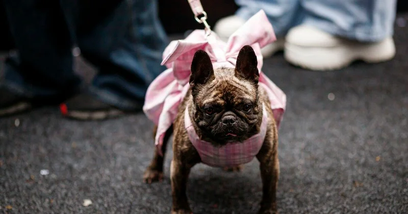 Питомцы на стиле