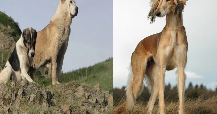 Қазақ тазысы мен төбет күні : Қазақстанда жаңа мереке пайда болды