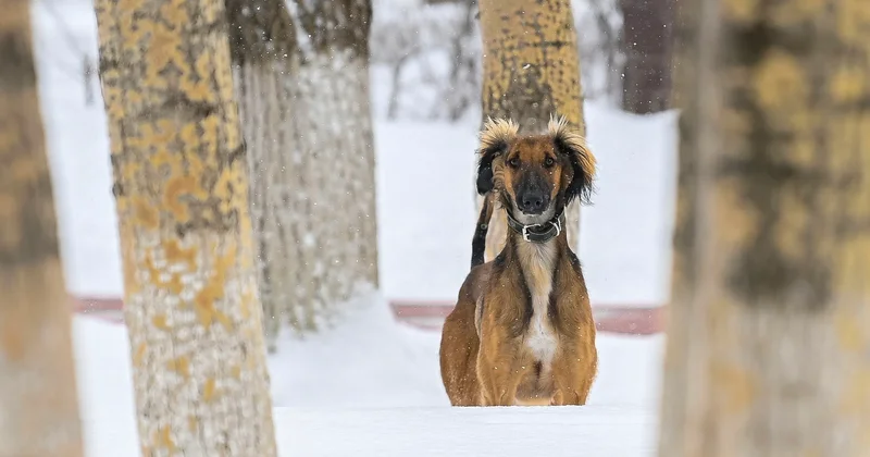 Қазақстанда жаңа мереке бекітілді: 3 қыркүйек Қазақ тазысы мен төбеті күні