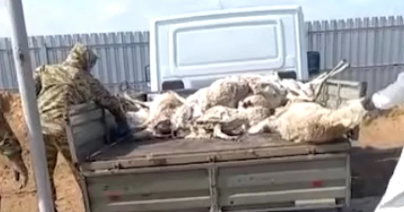 Құрманғазы ауданында киіктер жаппай қырылуда: 800 ден астам өлексе жиналды​