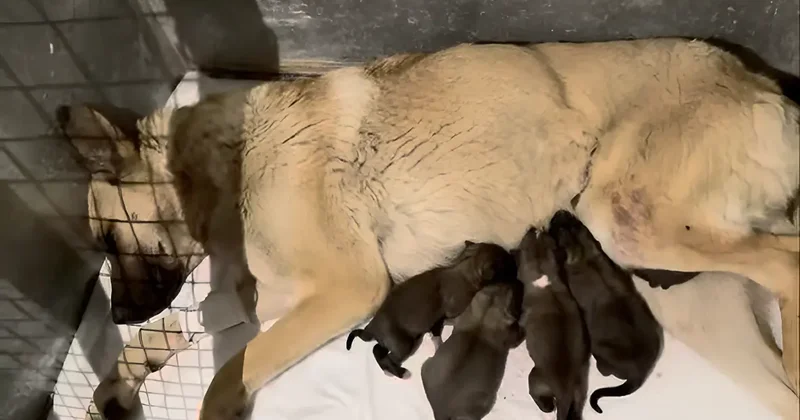 Беременную собаку смертельно ранили в Актау: полиция возбудила уголовное дело