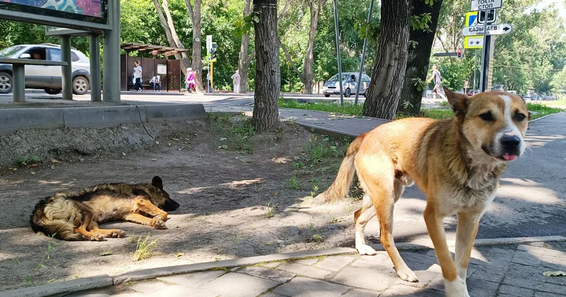 Эвтаназия вместо совести