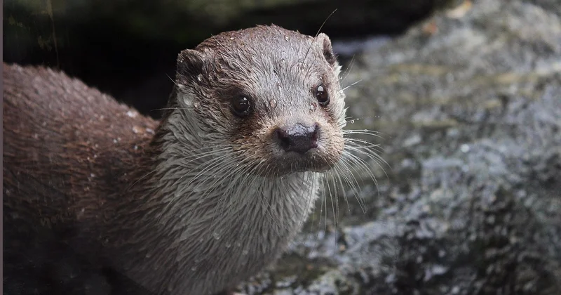 Краснокнижная выдра впервые попала в фотоловушку в Алматинской области
