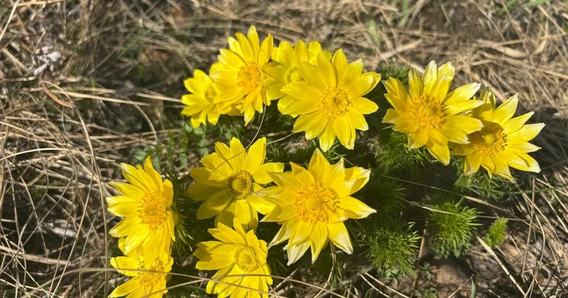 Аллергия плюс штраф