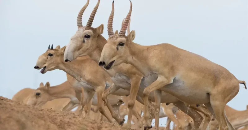 Почему гибнут сайгаки? Эксперт объяснил причины и успокоил казахстанцев