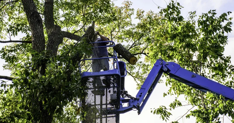Алматыда ағаштардың биіктігі 7 метрге дейін шектелуі мүмкін