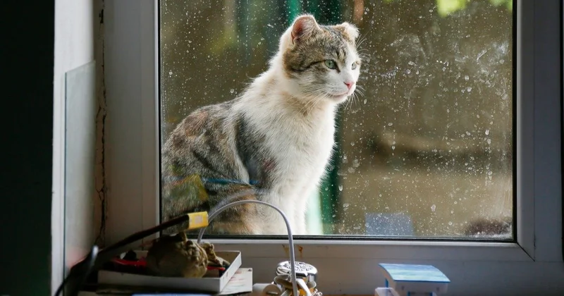 Семейде баласы мысықты кіржуғыш машинаға салып өлтірген әйел айыппұл төлейді