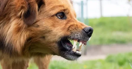 Три человека умерли от бешенства в Казахстане в 2025 году