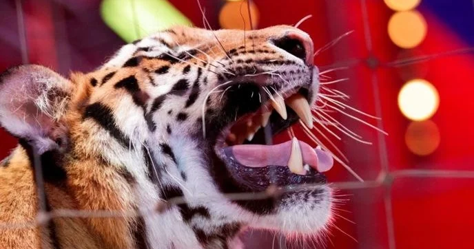 Ресейде цирк кезінде жолбарыс көрермен залына секіріп кетті