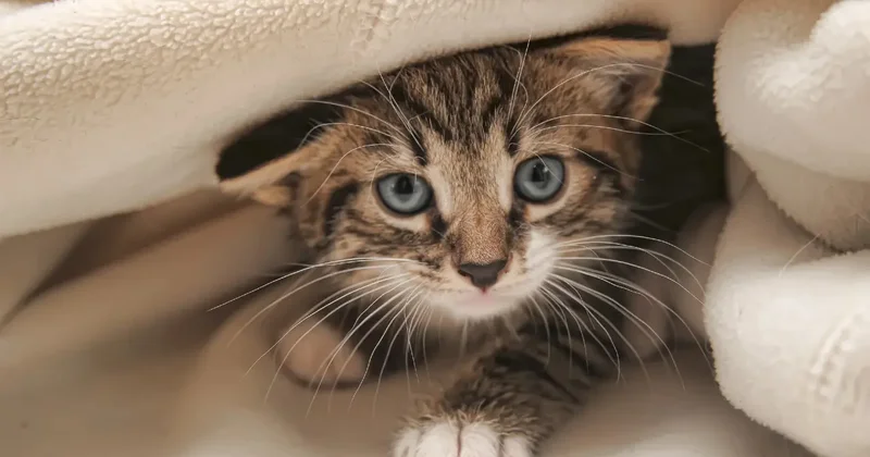 Засунули в стиральную машину: за гибель котёнка жительница Семея заплатит 43 тысячи тенге