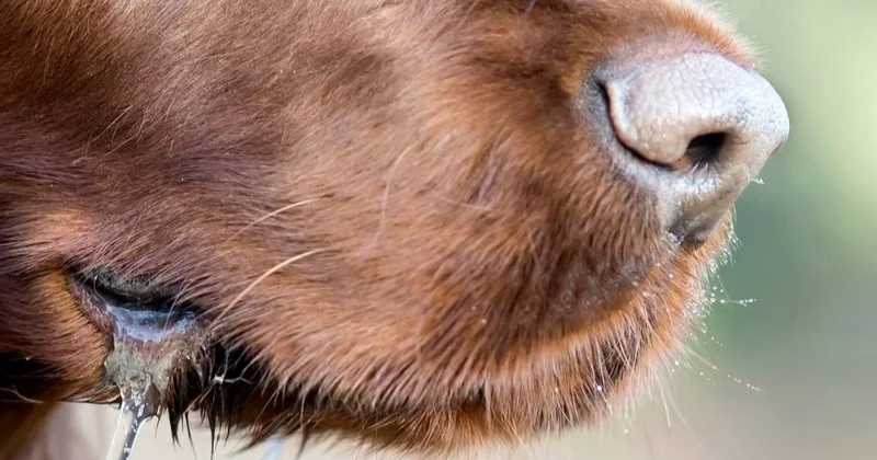 Әлемде жыл сайын 55 мыңнан астам адам құтыру ауруынан көз жұмады