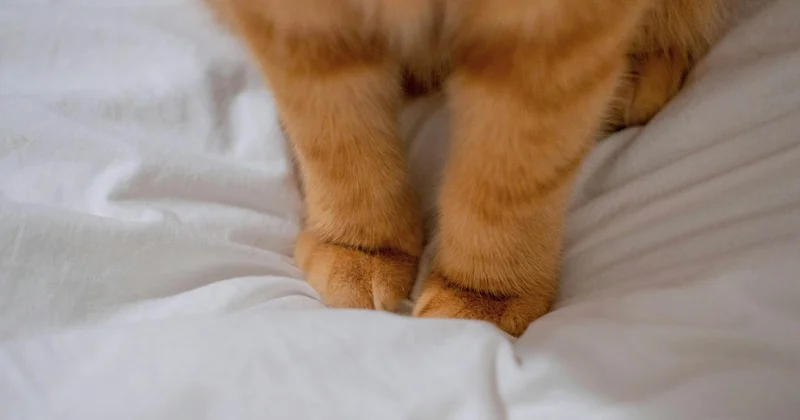 Семей тұрғыны жануарларға жауапкершілікпен қарау заңын бұзғаны үшін жазаланды